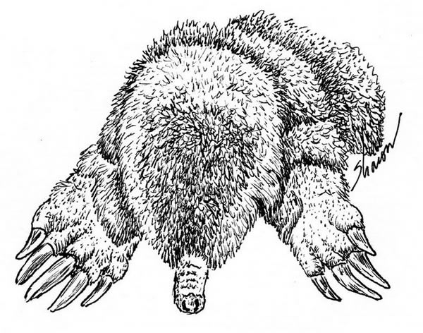 Mole drawing